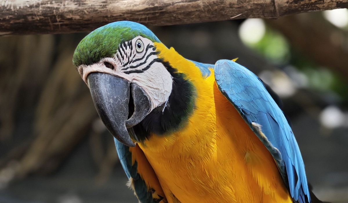 A Balanced Diet for Small Parrots