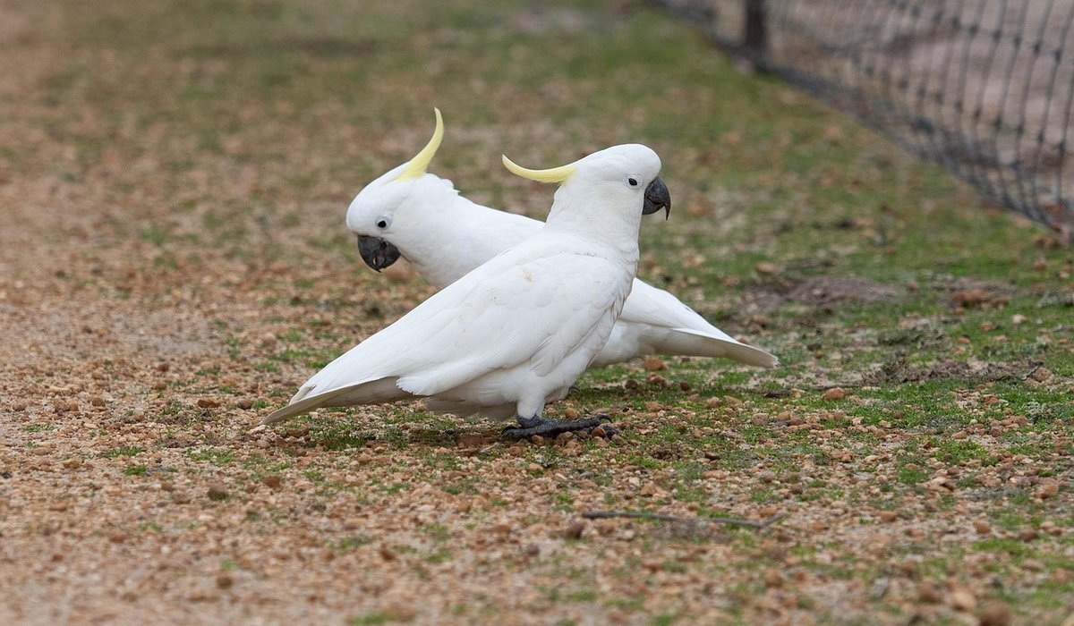 Building Trust with a Nervous Parrot