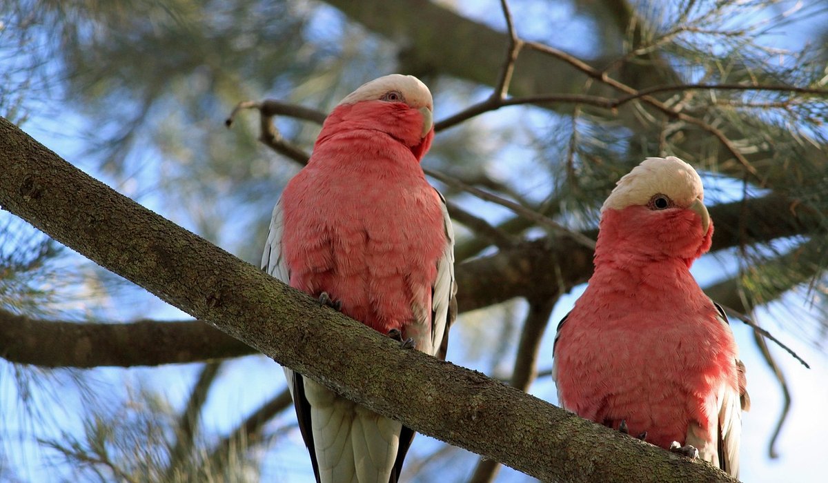 Choosing Safe Wooden Perches for Parrots