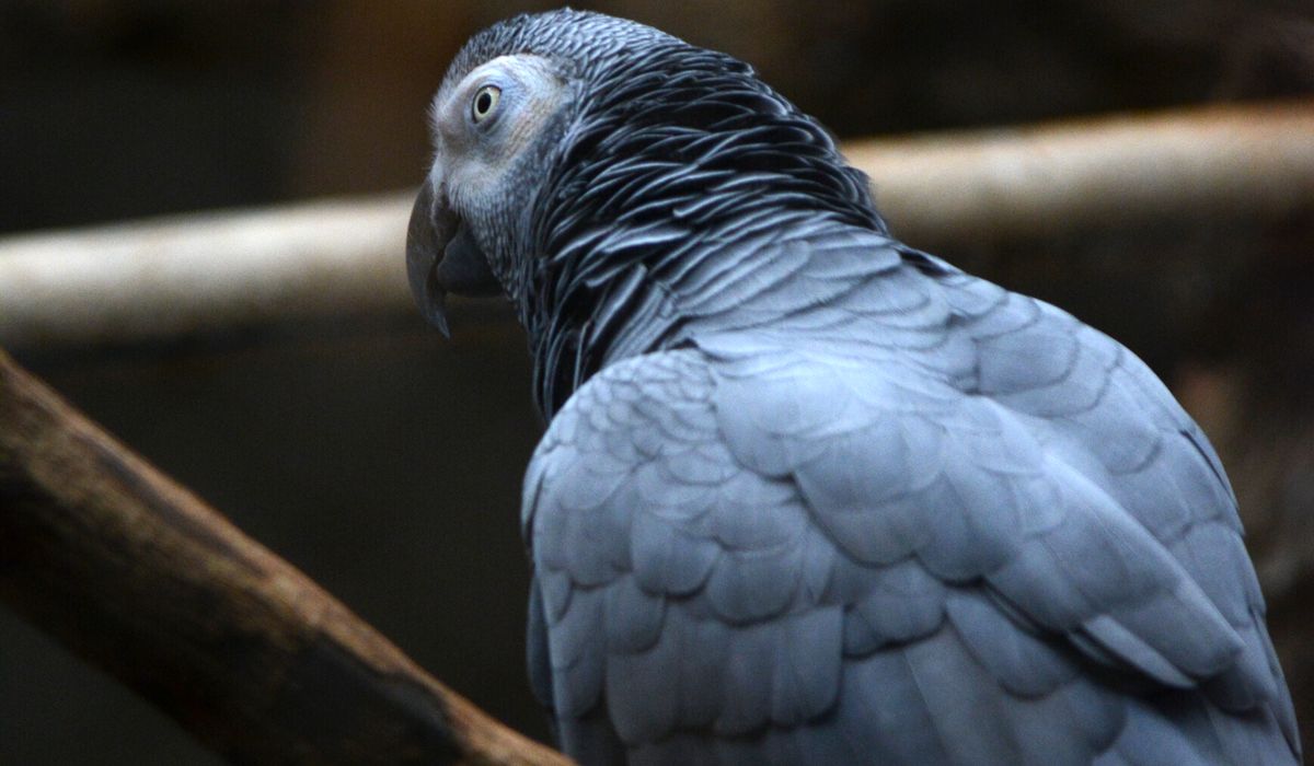 Choosing the Right Cage Size for Your Parrot