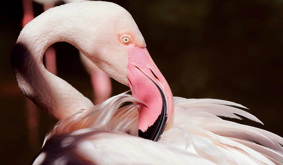 Cleaning and Disinfecting Parrot Equipment Safely