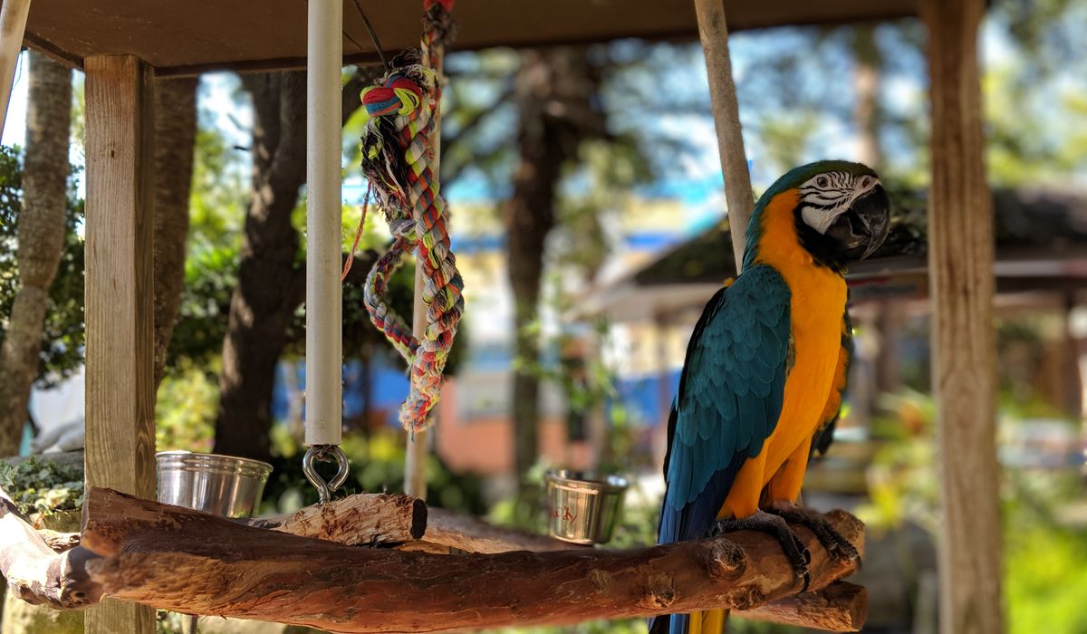 Common Respiratory Problems in Pet Parrots