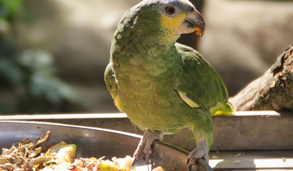 Safe Household Plants for Parrot Owners