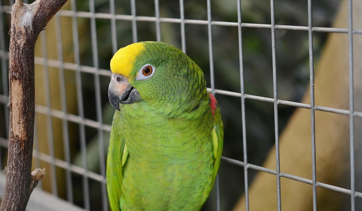 Safe Outdoors Time in an Aviary