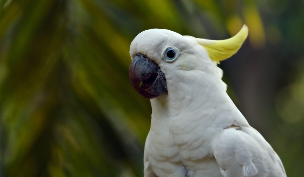 Signs of Illness Every Parrot Owner Should Know