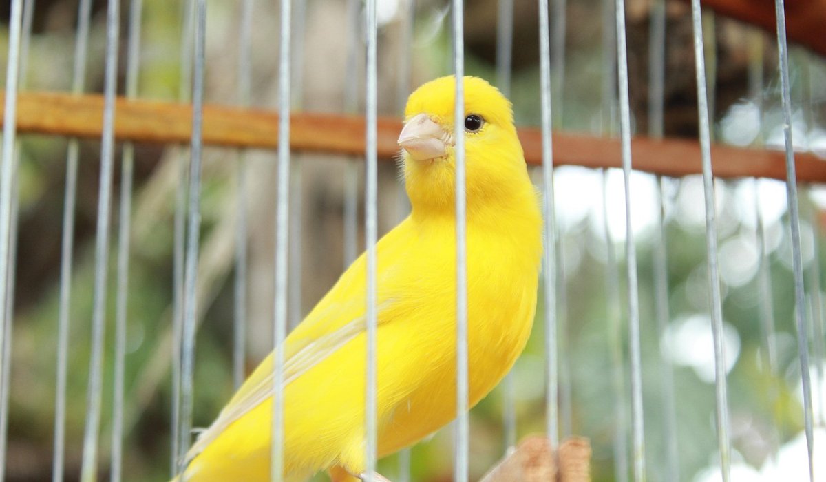 Teaching Your Parrot to Talk Realistically