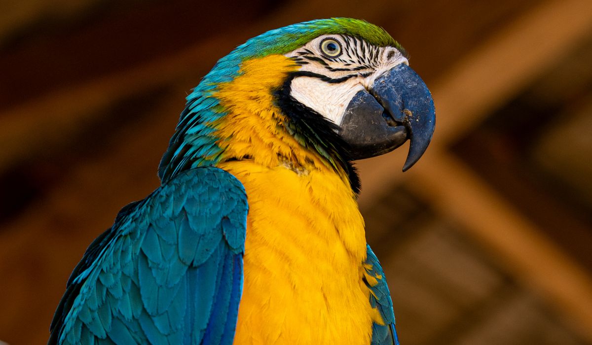 Understanding Parrot Body Language and Warning Signs