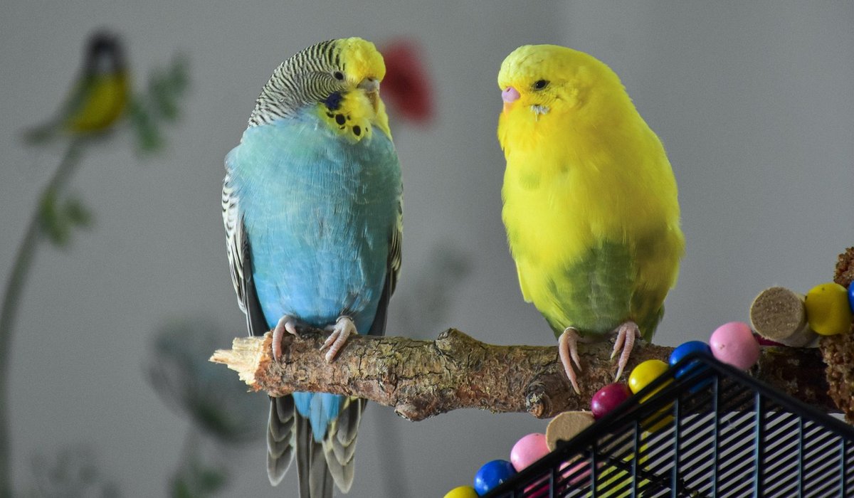 When to Contact an Avian Vet