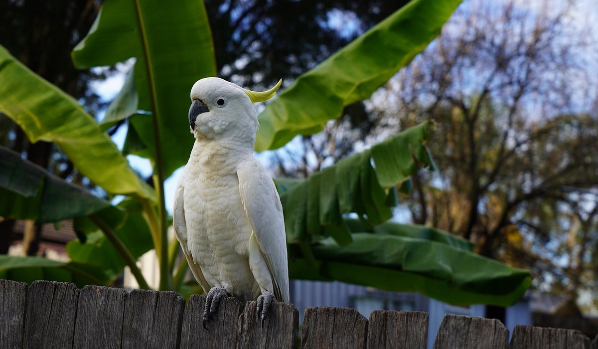 Why Parrots Need Foraging Opportunities Daily